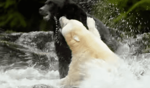 Youtube viral: osa 'fantasma' tiene brutal enfrentamiento contra enorme macho por su territorio [VIDEO]