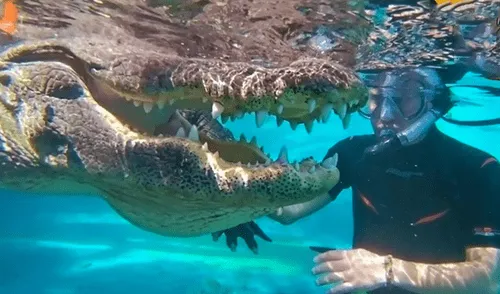 YouTube viral: valiente hombre se sumerge en piscina llena de hambrientos cocodrilos [VIDEO]