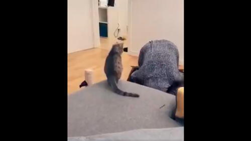 Desliza para ver la maniobra que le aplicó este tierno gatito a su dueña. Foto: Captura. Intrépido gato le aplica técnica de la WWE a su dueña y ella queda asombrada