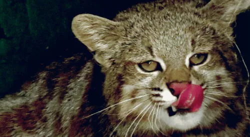 Tras 12 años, reapareció el gato andino en Argentina, la especie en peligro de extinción más amenazada del continente 