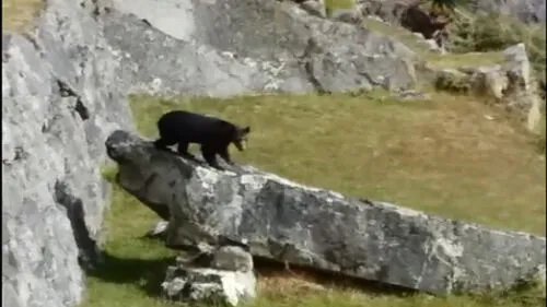 Facebook: Oso andino se pasea por Machupicchu [VIDEO]