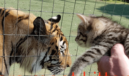 YouTube viral: pequeño gatito se enfrenta a tigre y lo hace escapar con su ternura [VIDEO] 