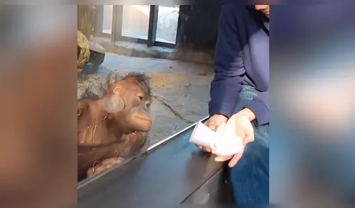 Facebook viral: hombre le hace truco de magia a enorme orangután y animal tiene curiosa reacción
