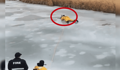 Facebook: el angustiante rescate de un perro atrapado en el hielo [VIDEO]