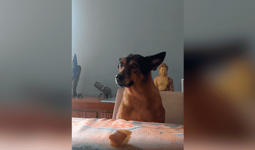 YouTube viral: perro obedece indicaciones de su dueña a la perfección y asombra con sus habilidades [VIDEO]