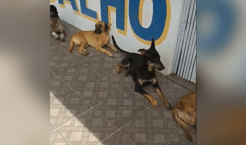 Facebook viral: la disciplina de estos perros callejeros para hacer cola y recibir su comida sorprende en redes Facebook viral: la disciplina de estos perros callejeros para hacer cola y recibir su comida sorprende en redes