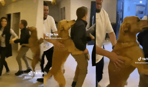 TikTok viral: Perro despide el año al ritmo de "el ritmo del perrito"