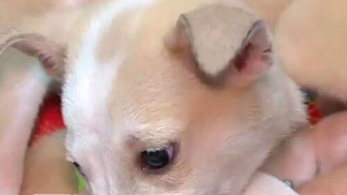 El animal, bautizado Azul precisamente por el color, ya está en proceso de ser adoptado. Foto: difusión El animal, bautizado Azul precisamente por el color, ya está en proceso de ser adoptado