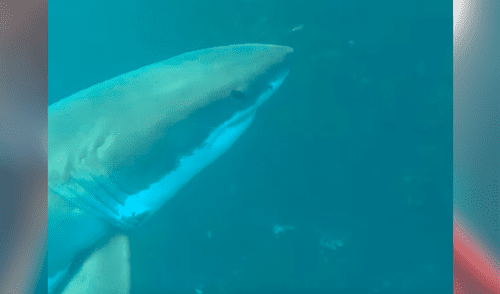 Facebook viral: buzo se topa con un tiburón blanco y graba el feroz enfrentamiento que tiene con el escualo [VIDEO]