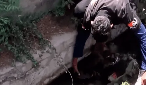 YouTube viral: perrita enferma espera que la muerte se la lleve hasta que un 'ángel' lo cambió todo [VIDEO]