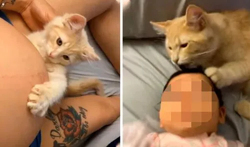 TikTok viral: gato cuida al bebé de su dueña desde la barriga hasta su nacimiento