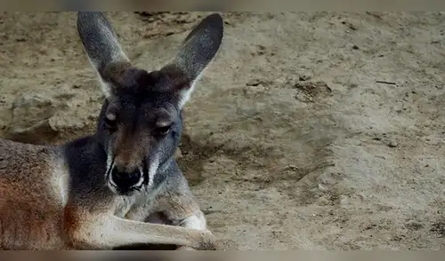 China: canguro muere luego de ser apedreado por visitantes de un zoológico China: canguro muere luego de ser apedreado por visitantes de un zoológico