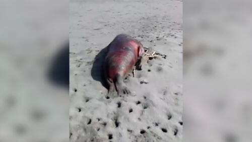 Piura: hallan lobos marinos ultimados en playa de Lobitos Piura: hallan lobos marinos ultimados en playa de Lobitos