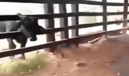 Quiso pasarse de listo con una vaca, pero el ‘karma’ terminó cobrándole caro su pesada broma [VIDEO]