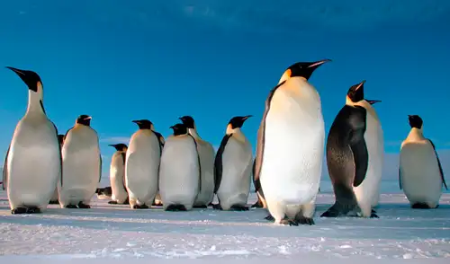 Twitter: hallan pingüinos prehistóricos de tamaño humano [FOTO]