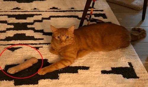 Facebook - gato Facebook - gato