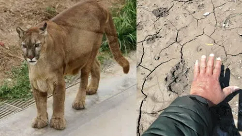 Pobladores tomaron fotos de huellas dejadas por puma. Composición: Foto Referencial / Radio La Ley.