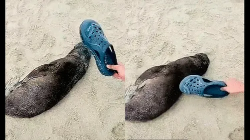 Turista es grabado agrediendo a una cría de lobo marino en África y desata indignación