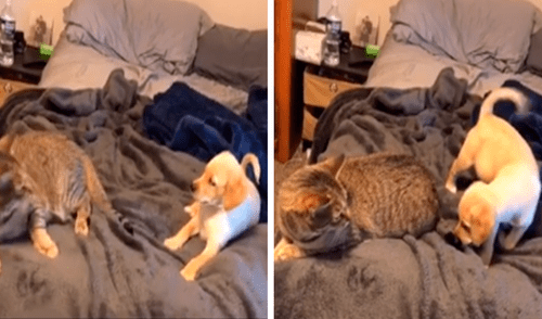 Tik Tok viral: cachorro quiere jugar con la cola de un gato y este le da una dura lección [VIDEO]