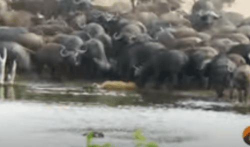 Desliza hacia la izquierda para ver las imágenes del video viral. Foto: captura de YouTube. YouTube viral: estampida de búfalos arrolla a feroz león que intentaba cazar a su presa