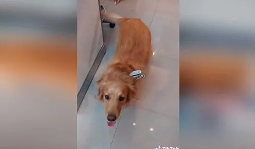 Desliza las imágenes para ver la curiosa forma en que esta perrita le llevó su comida a su dueña. Foto: captura de TikTok/andrespresiga1 Facebook viral: perrita le lleva el almuerzo a su dueña que trabaja en centro comercial