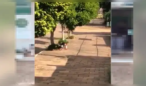 ‘Perrito’ roba comida de Petshop y causa sensación en las redes sociales [VIDEO]