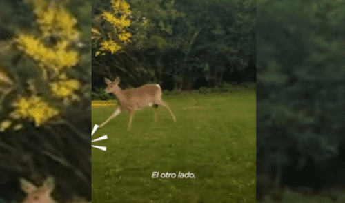 Facebook viral: Mamá cierva ve a su crío en peligro y muestra su ‘preocupación’ con emotiva conducta [VIDEO]