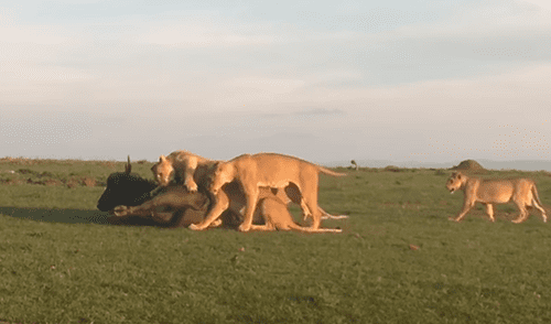 YouTube viral: estas son las sobrecogedoras imágenes de cuando leones devoran a enorme búfalo [VIDEO]