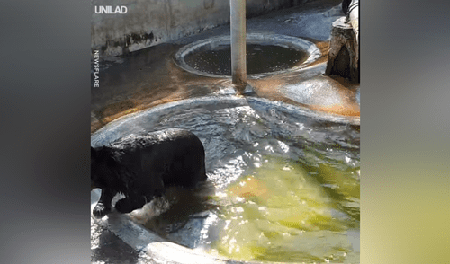 Facebook viral: enorme oso no soporta ola de calor y se tira un clavado extremo para refrescarse [VIDEO] 