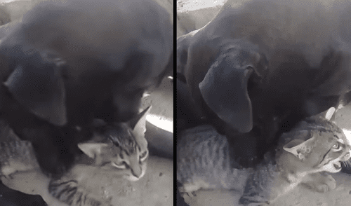 YouTube: pitbull protagoniza el viral más hermoso que verás en Internet [VIDEO]