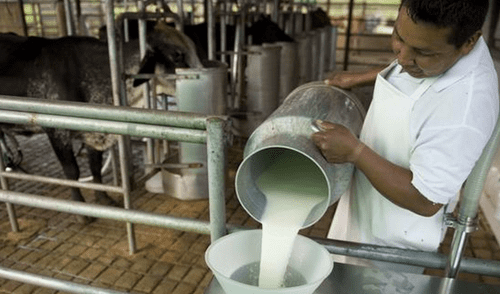 Polémica por proyecto del Congreso sobre la leche Polémica por proyecto del Congreso sobre la leche