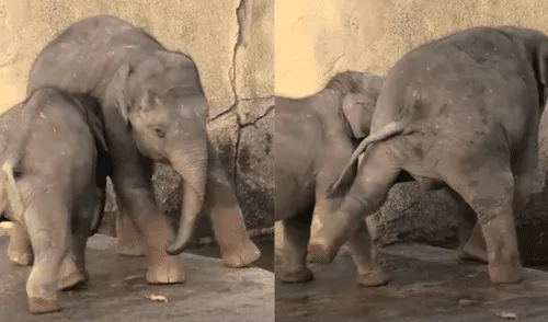 YouTube viral: elefante tiene miedo al agua y su hermano menor le hace una terrible broma [VIDEO]