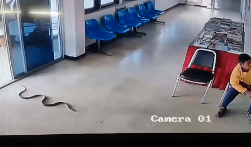 YouTube viral: serpiente ingresa a estación de policía e intenta devorar a detenido [VIDEO]