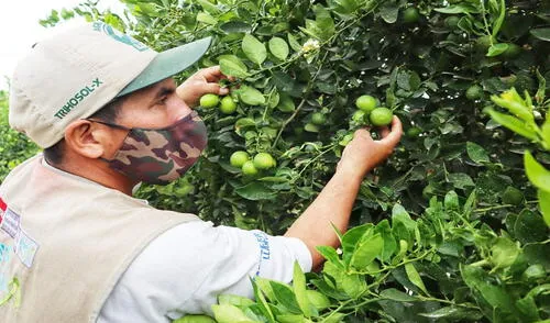 Productores de limón se ven afectados con alza de precios de fertilizantes. Foto: La República. alza de limón