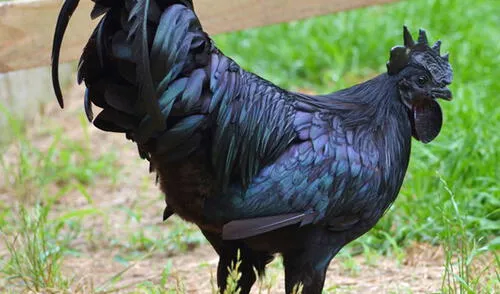 Ayam Cemani, una raza de pollo completamente negra 