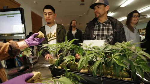 Estados Unidos: Hacen largas colas en California para comprar marihuana