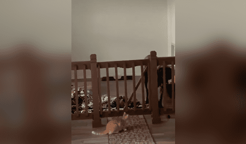 Facebook viral: travieso perro no dejaba de molestar a gato y este lo castiga con severidad [VIDEO]