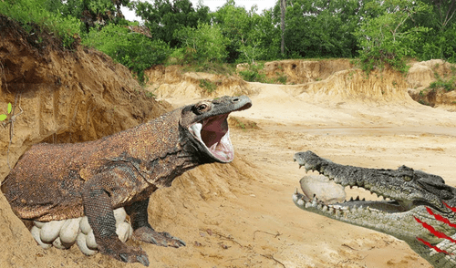 YouTube viral: cocodrilo se apodera de los huevos de un dragón de komodo luego de una brutal pelea YouTube viral: cocodrilo se apodera de los huevos de un dragón de komodo luego de una brutal pelea