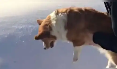 Instagram: ¿lanzaron a mascota desde un avión? Ilusión óptica alarmó en redes [VIDEO]