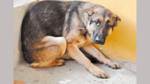 YouTube: aterrado por pirotecnia, perro se lanza del piso 11 y cae sobre mujer YouTube: aterrado por pirotecnia, perro se lanza del piso 11 y cae sobre mujer