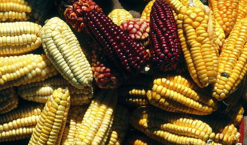 Huancavelica: Crean Mesa Técnica de maíz amiláceo para mejorar producción Huancavelica: Crean Mesa Técnica de maíz amiláceo para mejorar producción