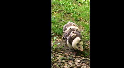 Asombro en YouTube por mamá zarigüeya y sus bebés [VIDEO]