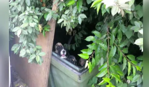 Rescatan a cachorros que fueron abandonados en un descampado