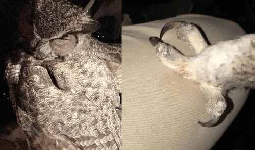 Facebook: intentó rescatar a búho herido, pero recibió el peor ataque [VIDEO]