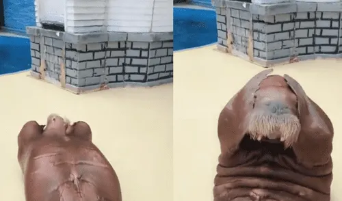 Facebook: morsa quiere bajar de peso y sorprende a miles con peculiar rutina [VIDEO]