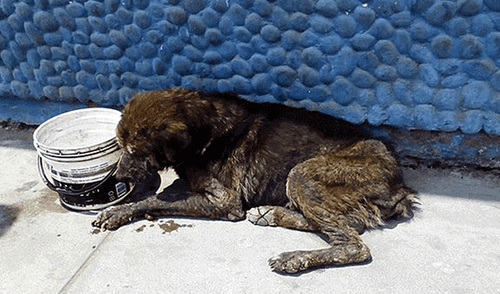 Maltrato animal: qué es, cómo y dónde denunciarlo el Perú