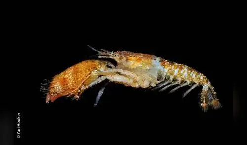 Treinta nuevas especies en el mar peruano