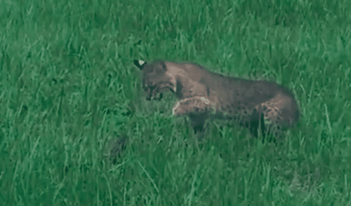 Desliza para ver la secuencia de la dura batalla entre estos dos animales. Foto: Conner DeMonte / TikTok / Viral Press Pequeño caimán se enfrenta a un lince para no ser devorado en el patio trasero de una casa