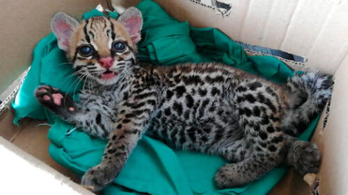 Abandonaron a un tigrillo bebé con inmovilidad en las patas traseras [VIDEO]