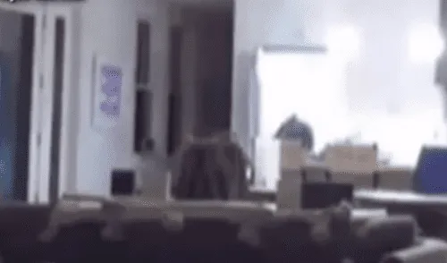 YouTube viral: intruso roba comida